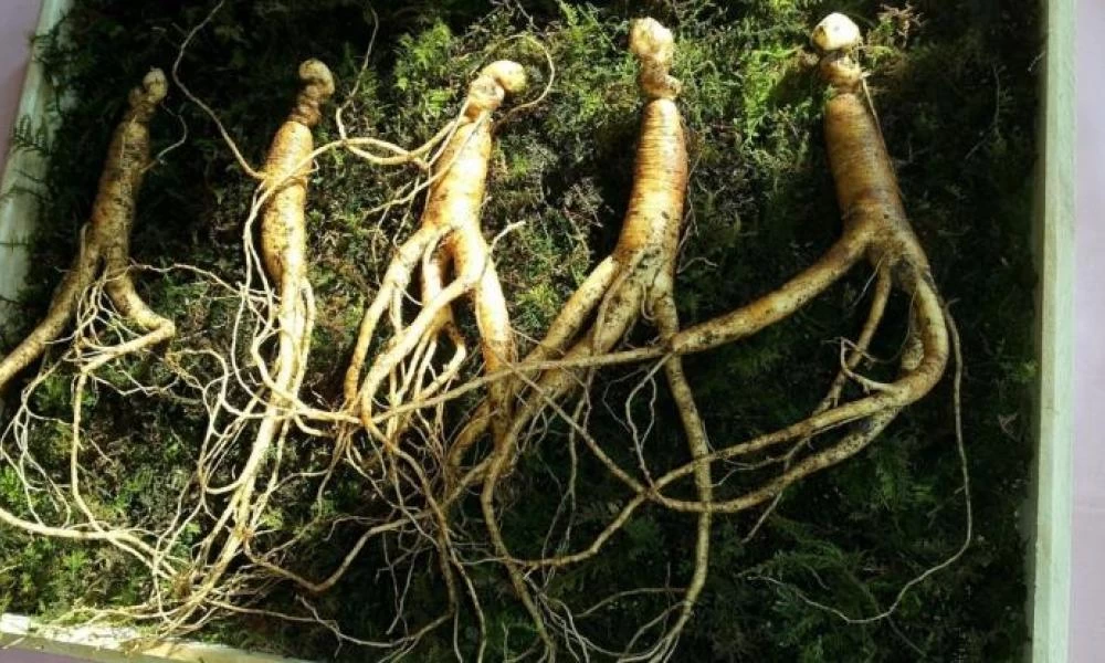 Η θεραπευτική ρίζα που κάνει... θαύματα! Από ποιες ασθένειες προστατεύει